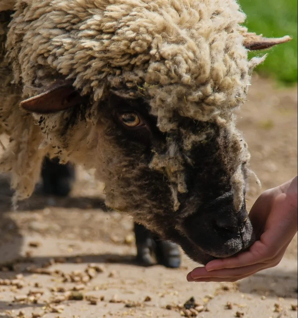Producción de leche