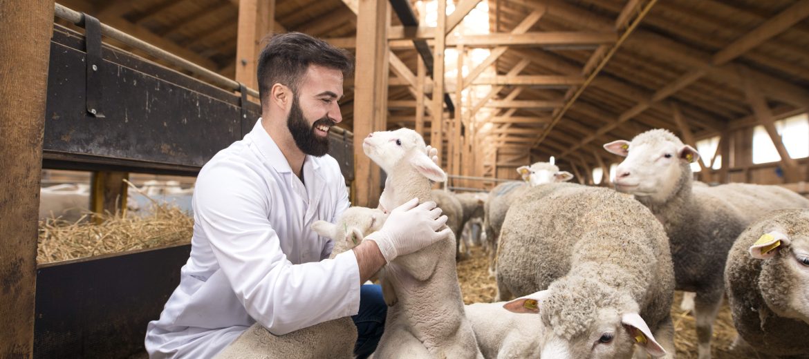 servicio técnico-veterinario