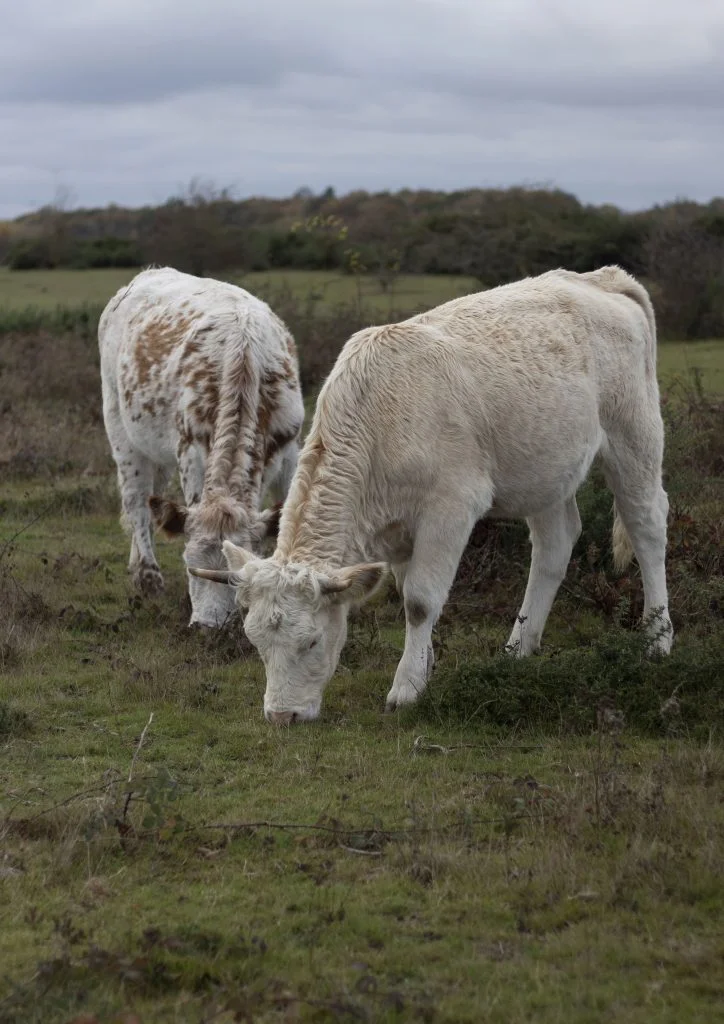 Mastitis subclinica