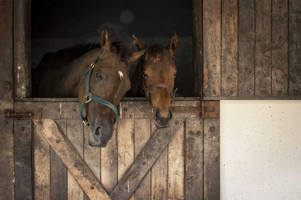 Las crías pueden empezar con el pienso para caballos a partir del segundo trimestre de vida.