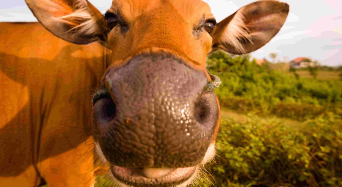 Mastitis veterinaria