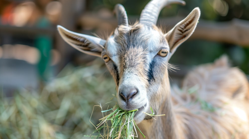 infecciones basterianas