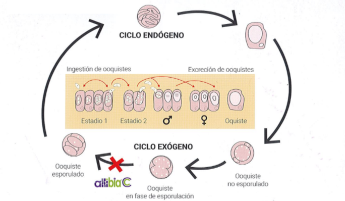 Tratamiento coccidiosis