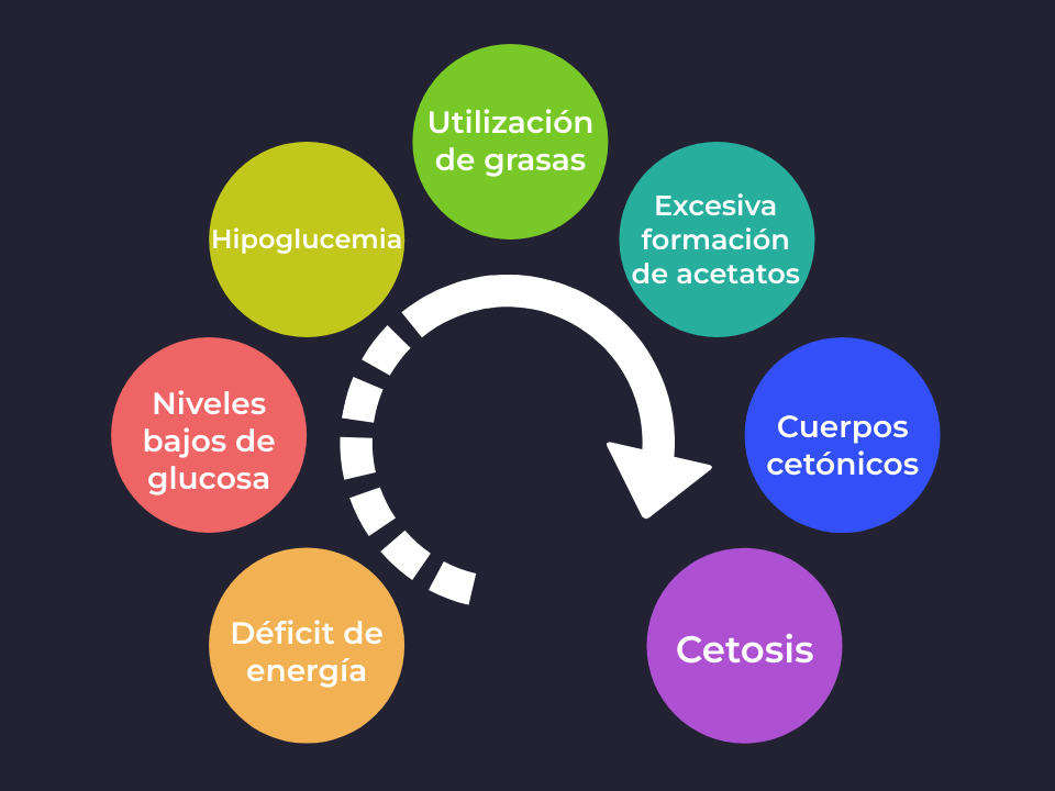 cetosis bovina patogenia