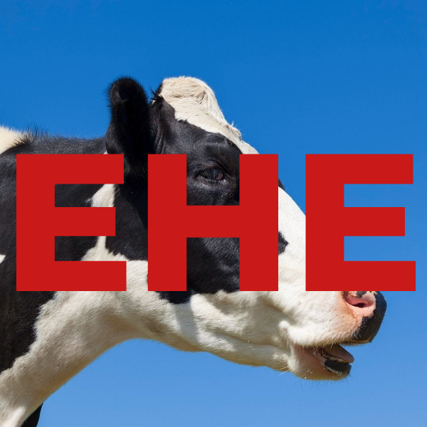 enfermedad hemorrágica epizoótica síntomas en vacas