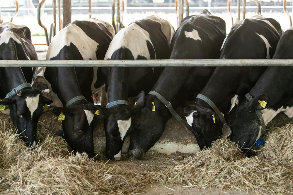 agricultura y ganadería