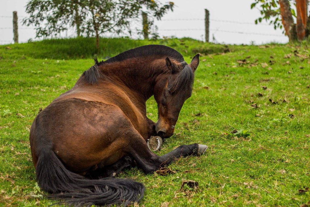 Cólico en caballos
