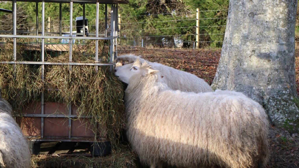 comederos para ovejas precio
