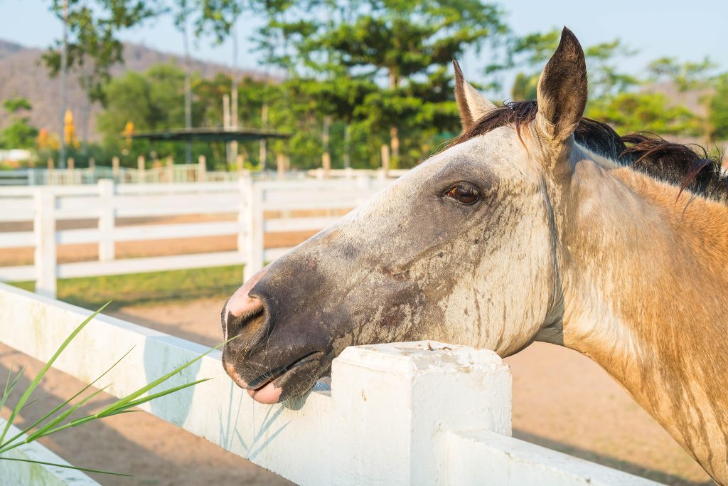 Causas de cólico en caballos
