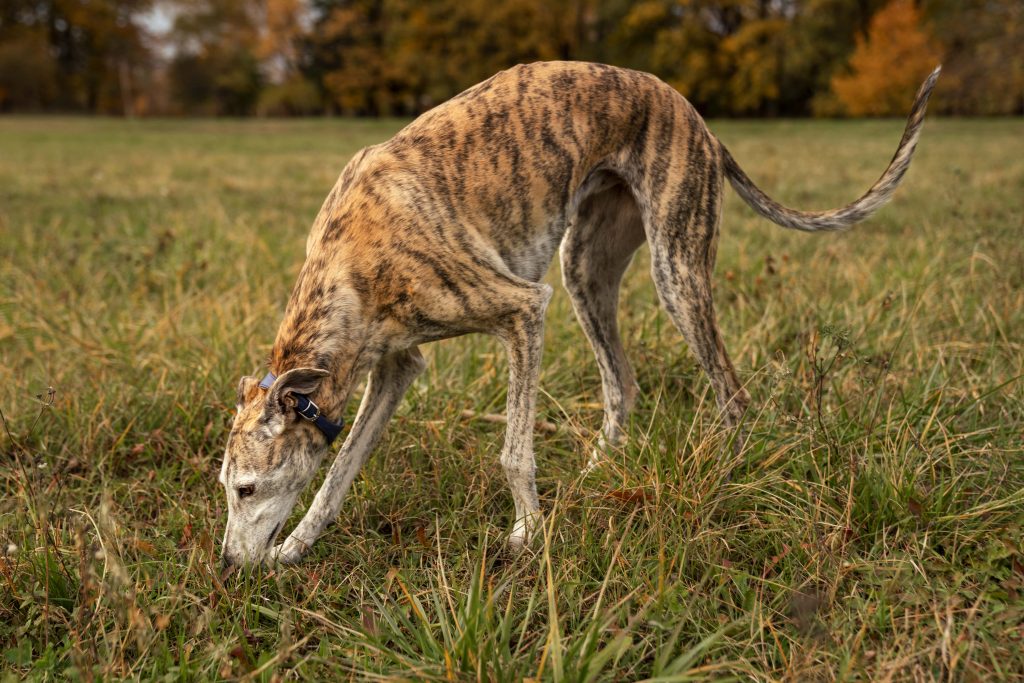 pienso natural para perros