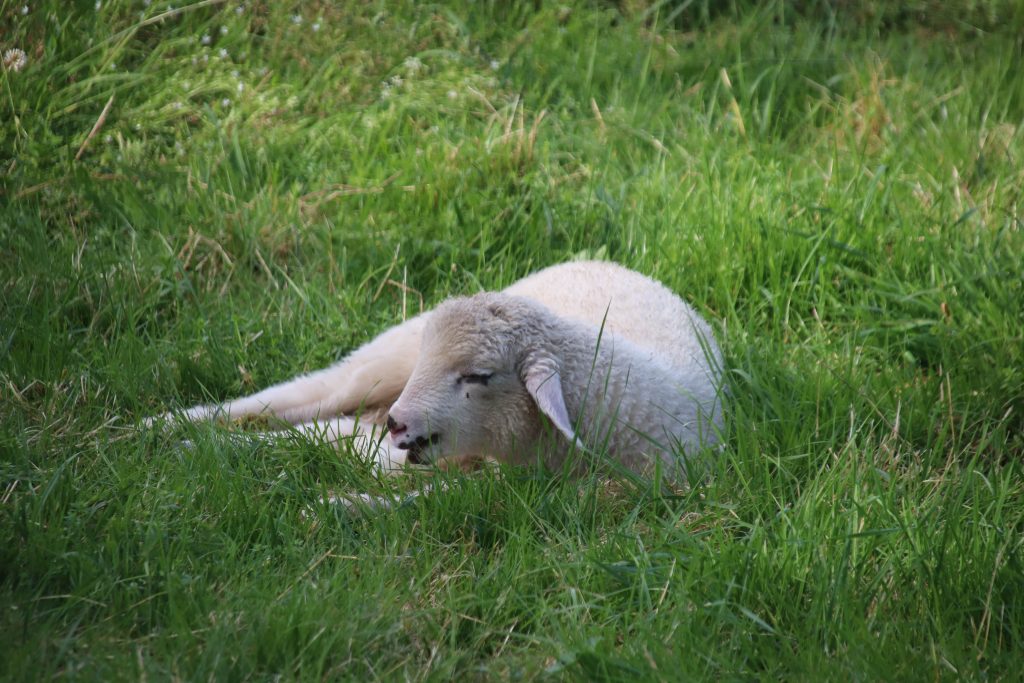 Pasteurella multocida