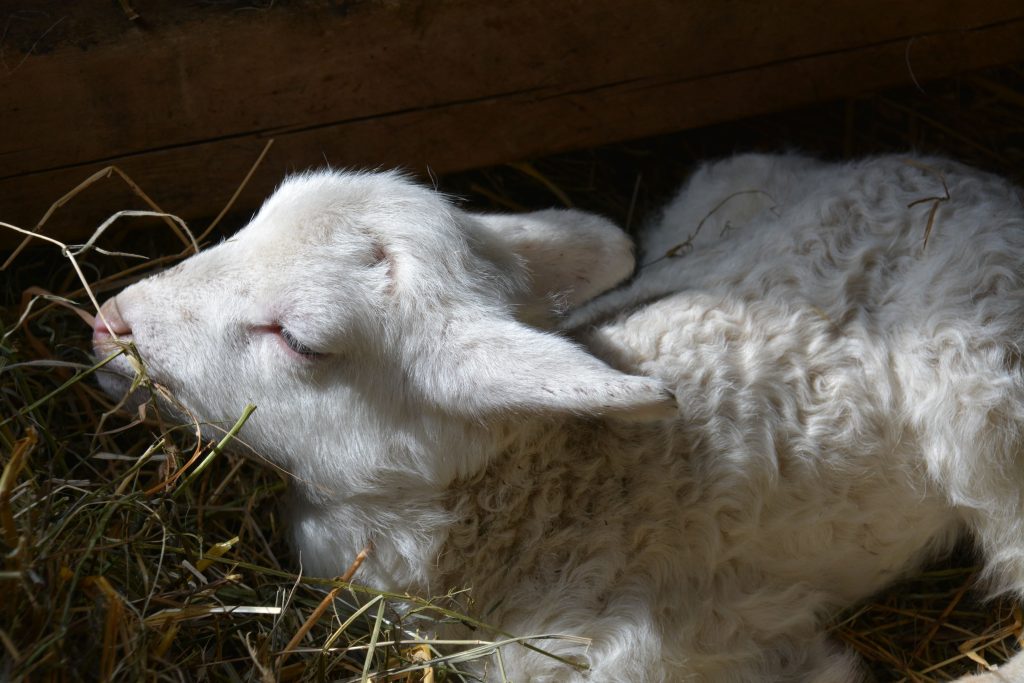 Vacuna pasteurelosis ovina