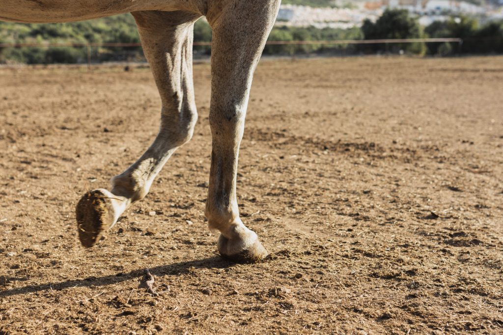 causas de la laminitis en equinos