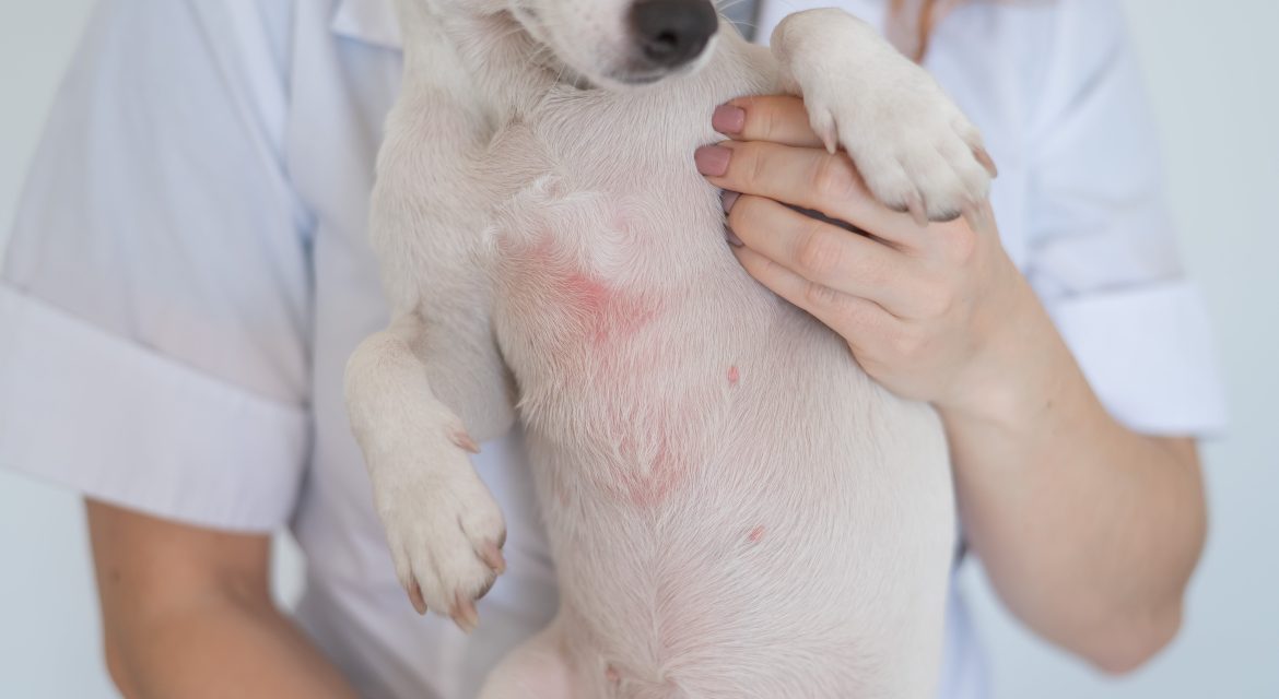 dermatitis en perros