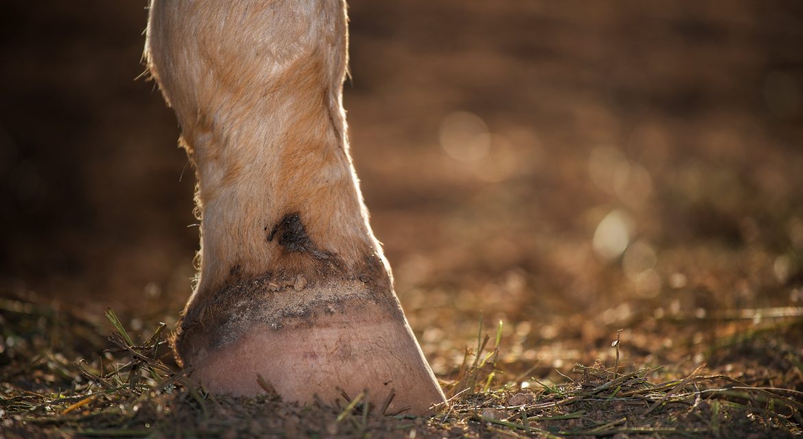 laminitis en caballos