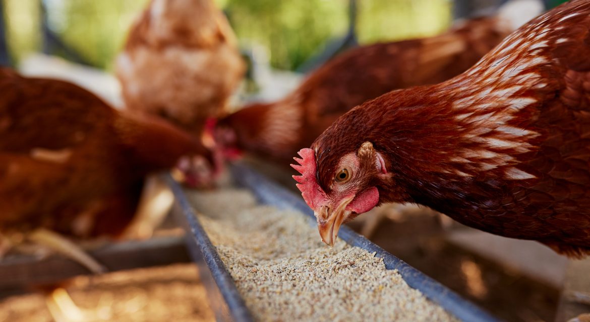 Pienso para gallinas ponedoras