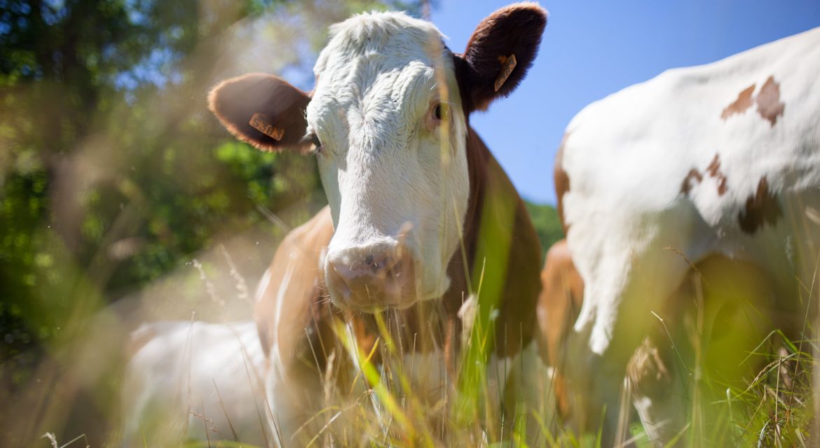 Criptosporidiosis en rumiantes