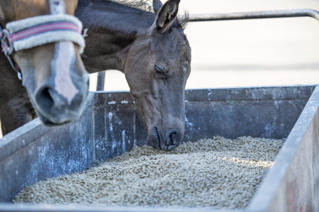 tratamiento para caballo con laminitis