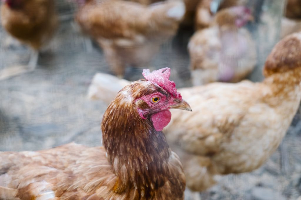 Síndrome del hígado graso en aves