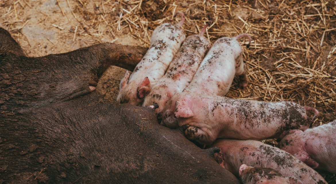 tratamiento raquitismo en cerdos