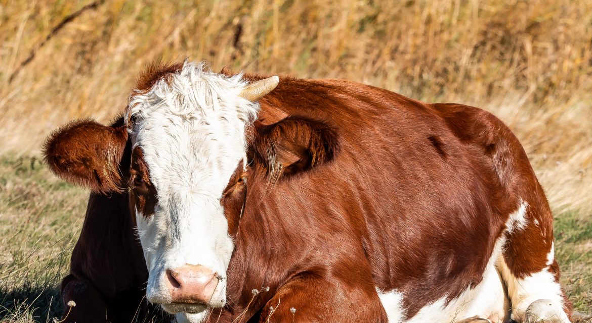 sindrome de la vaca gorda