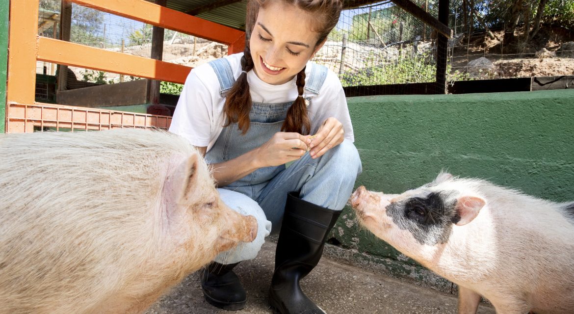 Alimentación saludable para cerdas gestantes