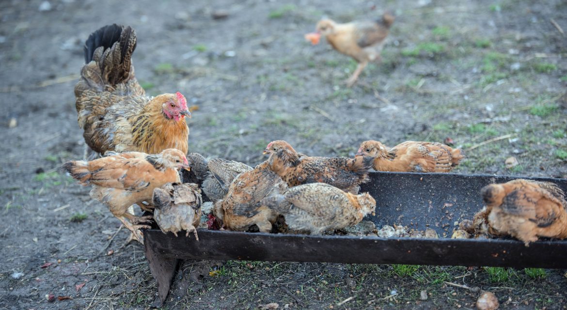 pienso para pollitos