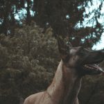 cual es el mejor pienso para perros de caza