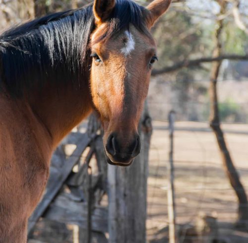 El pienso para caballos es vital para un correcto funcionamiento.